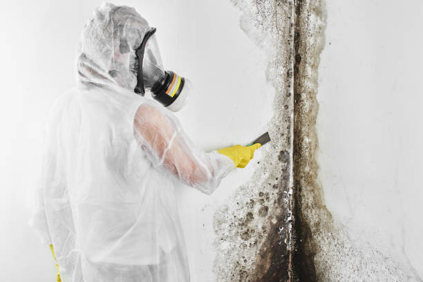 Best Health and Safety Mold Remediation in Wardsville, MO