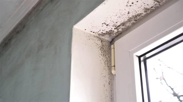 Best Residential Mold Remediation in Wardsville, MO