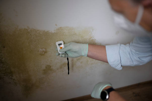 Best Attic Mold Remediation in Wardsville, MO
