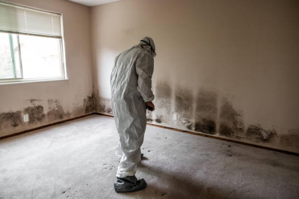 Best Bathroom Mold Remediation in Wardsville, MO